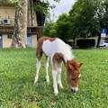 PONI HRABROG SRCA 'Mile je jedva stajao na nogama. Spasili su mu &zcaron;ivot. Jako &zcaron;eli &zcaron;ivjeti!'