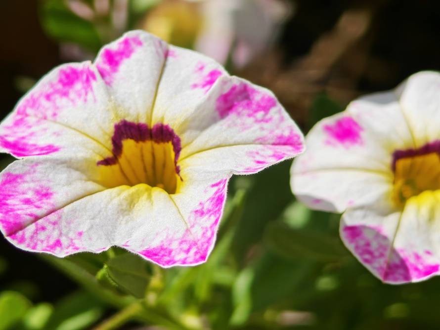 Isprobali smo Honor Magic V5: Nevjerojatno tanak i moćan