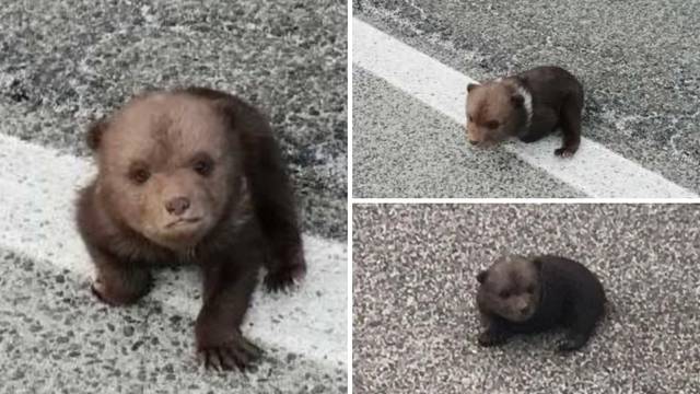 'Mislili smo da je plišani': Išli na posao i spasili malog medu