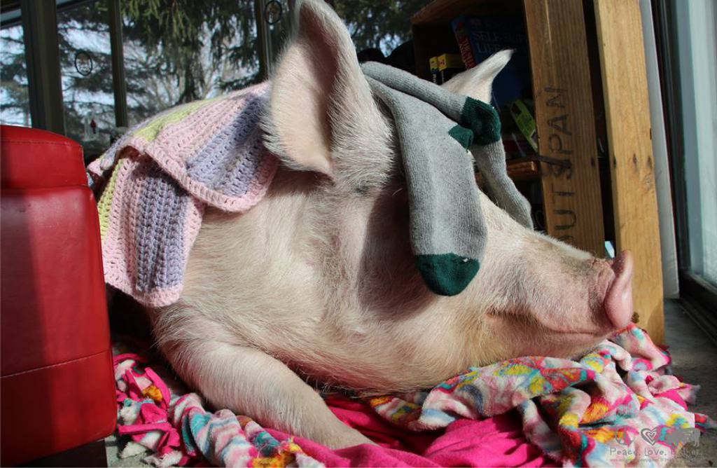 Facebook/Esther the Wonder Pig