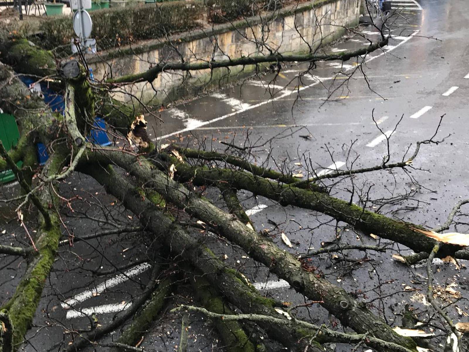 Čuo se prasak: Ogromno stablo srušilo se na ulicu u Zagrebu...