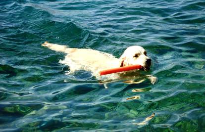Naučite psa plivati na najlakši i najbolji način korak po korak
