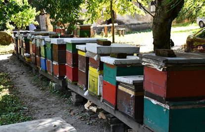 Šokantno priznanje: Zabranjene pesticide koji ubijaju pčele lako švercamo iz BiH. Jeftiniji su...