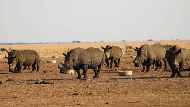 FILE PHOTO: South Africa's rhino ranch keep poachers away, but at a cost