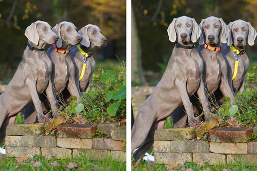 Ova fotografija nije AI, to su tri sestrice jantarnih očiju iz Siska!