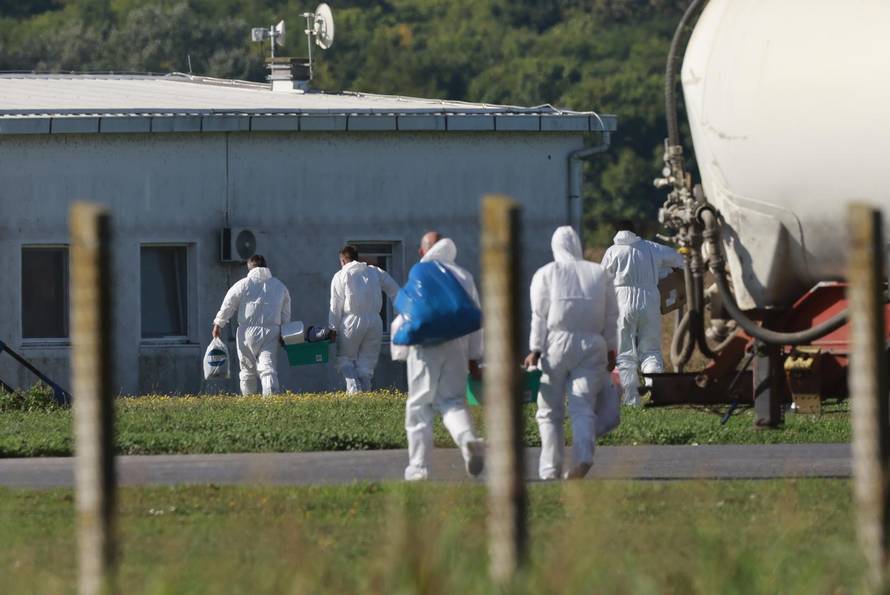 Sokolovac: Kreće eutanazija svinja, uvode se novi sigurnosni protokoli