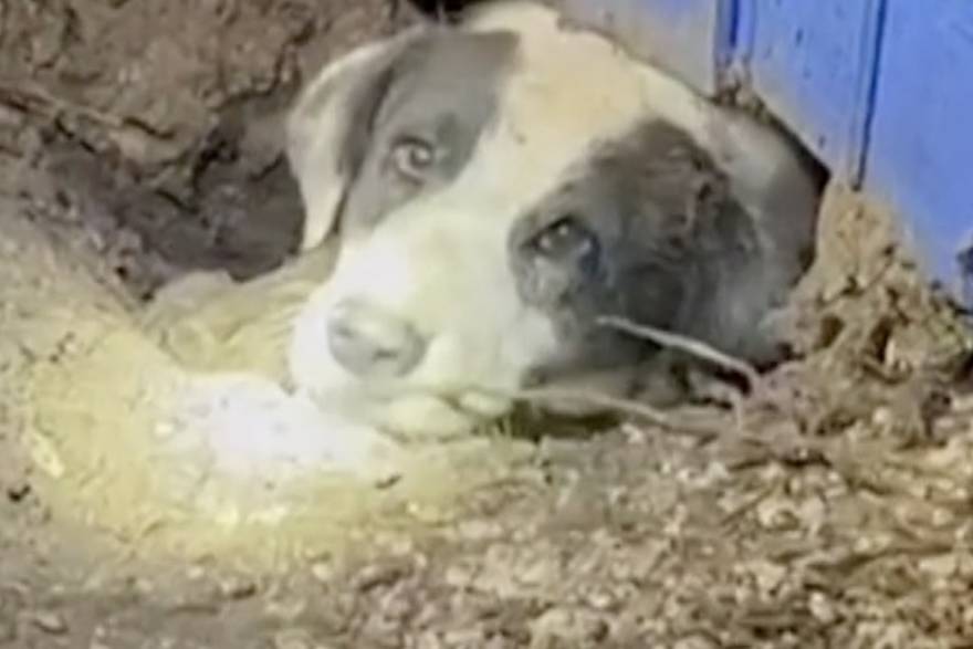 Uplašeni pas zapeo ispod kuće nakon tornada: Spasila ga je novinarska ekipa