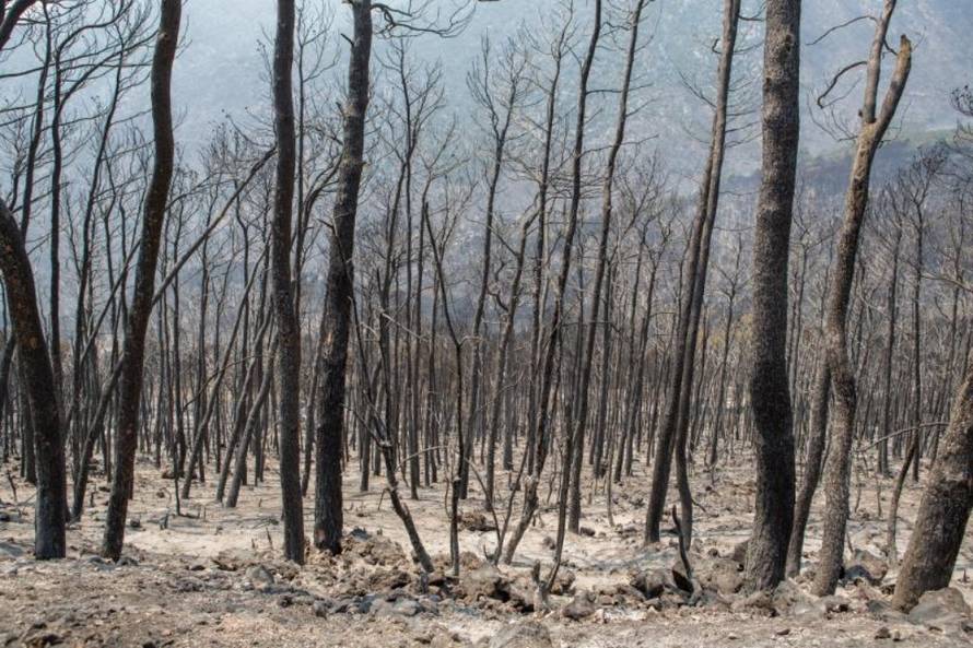 Grgo Jelavić/Pixsell