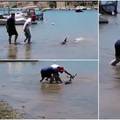 VIDEO: Dvojica ribara spasila dupina, nasukao se u Veloj Luci