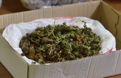 Dvojica uhićena zbog sadnje marihuane, posadili 118 biljki