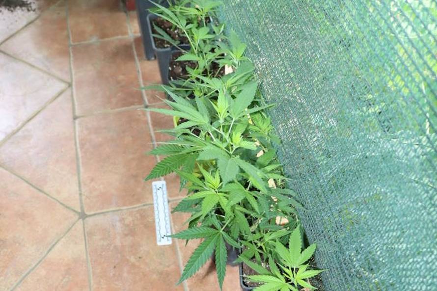 FOTO Narcos iz Desinca. Otkrili labos u dvorištu, uzgajao travu, gljive i kaktuse za meskalin