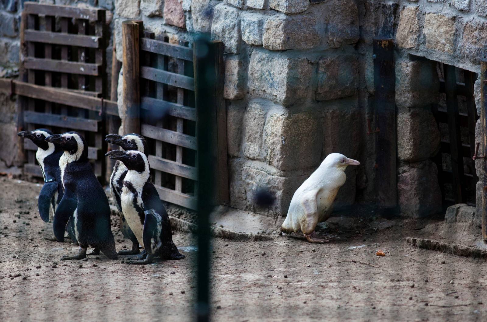 A juvenile albino penguin is presented to the public for the first time at the Gdansk Zoo in Gdansk