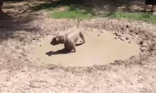 Razigrani pitbull osvježenje od vrućine je našao u blatnoj bari