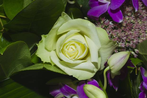 Pazite koje cvijeće poklanjate za Valentinovo, evo koju poruku šalje crvena ruža, žuta, bijela...