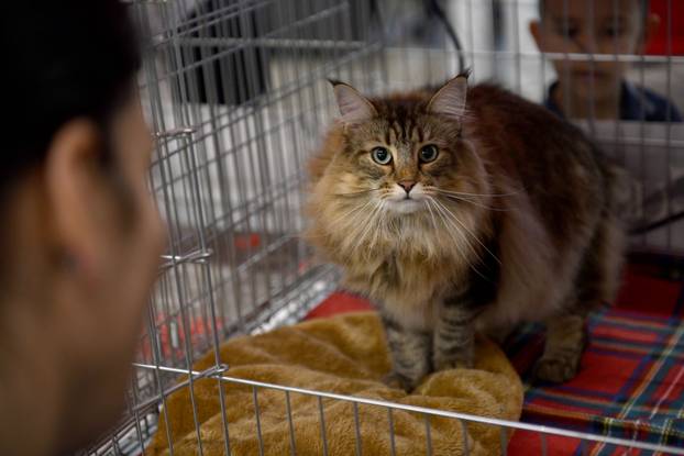 Zagreb: Međunarodna izlozba mačaka privukla brojne posjetitelje u Family Mall