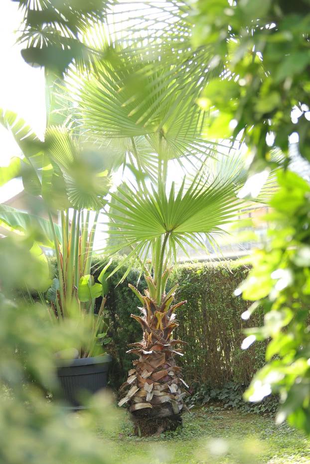 Egzotični vrt Igora Čupića