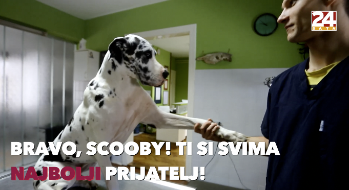 Superheroj Scooby iz Slavonije spašava druge pse svojom krvi