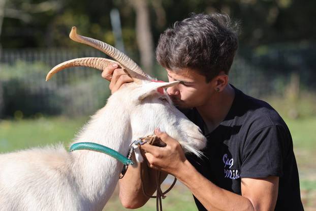 Vodnjan: Za Naj kozu 2025. godine izabrana je koza Jelena, vlasnika Mattea Muškovića 