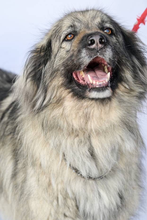 Psi iz Skloništa za nezbrinute životinje Grada Zagreba-Dumovec