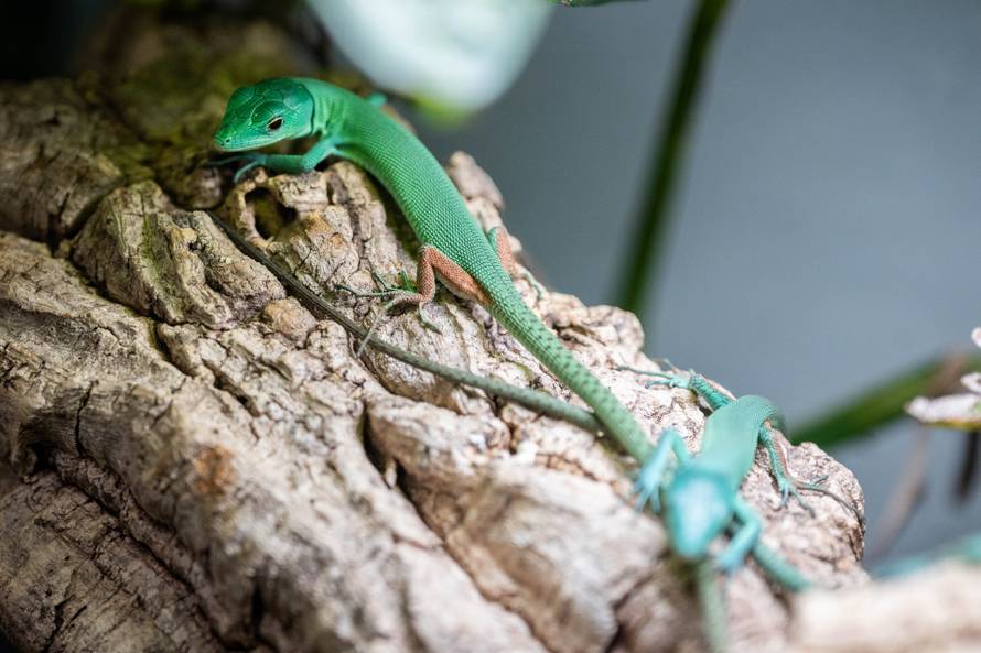 24sata Zagreb: Rodilište u Zoološkom vrtu