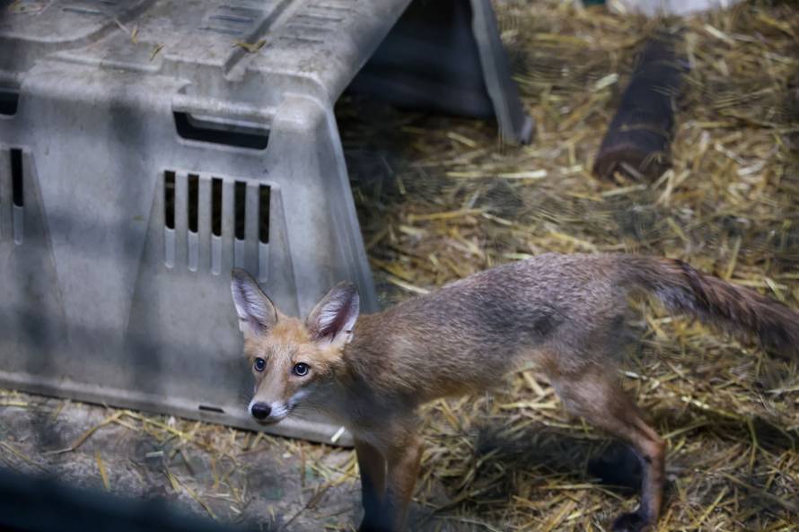 Oporavilište zagrebačkog ZOO-a skrbi za šest mladih lisica koje su zalutale u grad