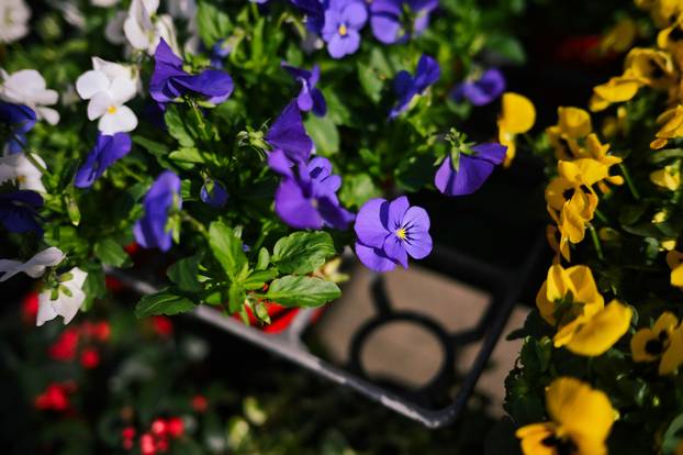 24sata Zagreb: Ponuda cvijeća na Dolcu 