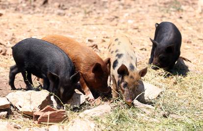 Zdraviji špek? Modificirali gene svinja, sada su manje masne!?