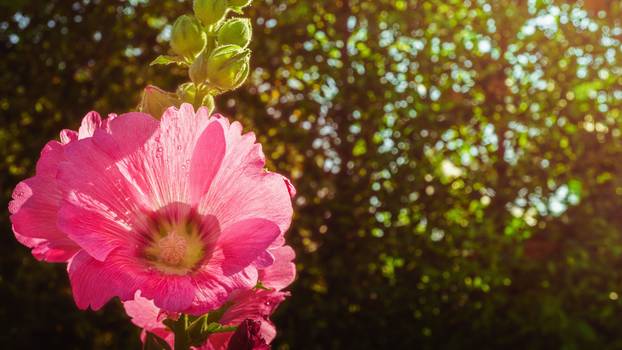 Beauty full bloom pink hollyhock flower and blur bokeh