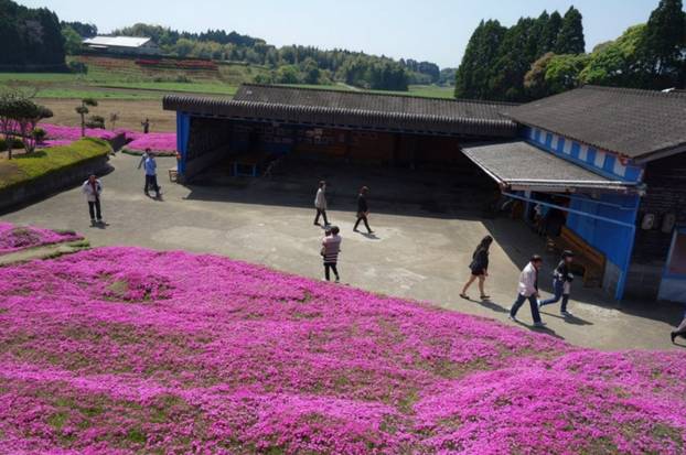 FOTO Pogledajte tu divotu: Farmer zasadio tisuće cvjetova za svoju slijepu suprugu