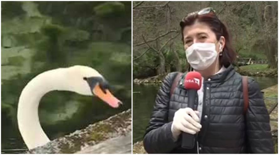 Ekskluzivni intervju s labudom! Da, poludjeli smo i mi, novinari