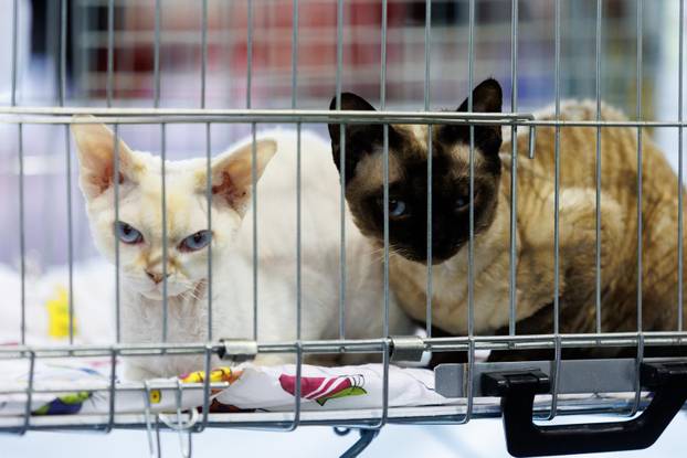 U Rijeci se održava Međunarodna izložba mačaka