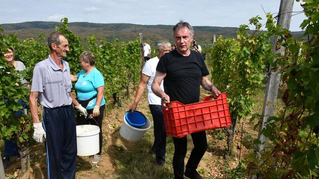 Mitrovac: Berba groÅ¾Äa u vinograduÂ predsjedniÄkog kandidata Miroslava Å kore