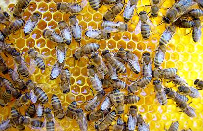 Pčelama je utočište od opasnog svijeta u novoj robotskoj košnici