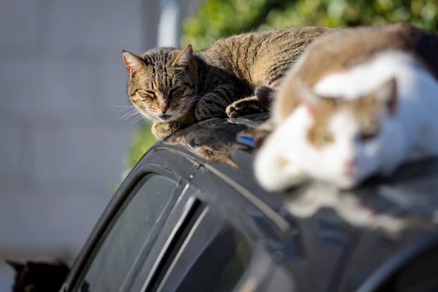Zadar: Mace uživaju u sunčanom danu