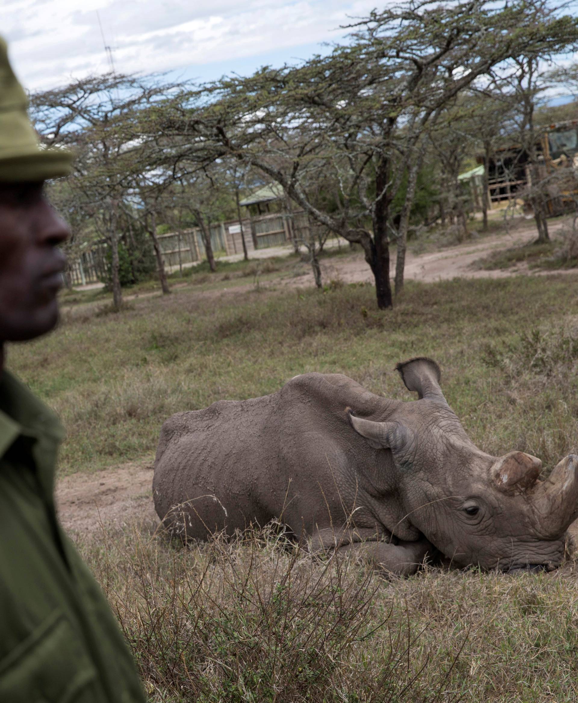 FILE PHOTO: A warden guards Sudan, the last surviving male northern white rhino, at the Ol Pejeta Conservancy in Laikipia national park