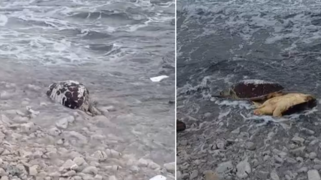 More izbacilo 12 tijela velikih glavatih  želvi kod Dugog otoka