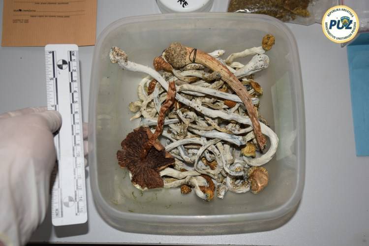 Zaplijenili su mu 'lude' gljive: U stanu ih čuvale zmije otrovnice