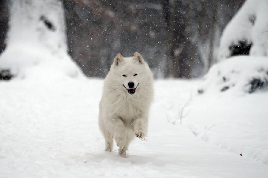 HGSS nepokretnom muškarcu kod Gračaca donio hranu i drva