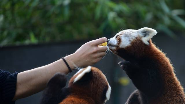 Zagreb: Međunarodni dan crvenih pandi u Zoološkom vrtu 