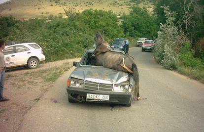Na Kosovu konj kroz prozor uletio u Mercedes 