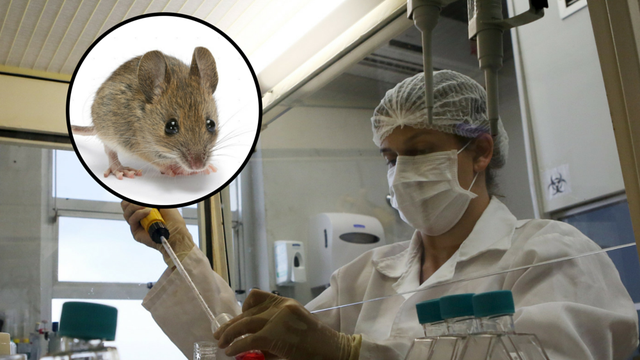 Stiže li lijek za neplodnost? Iz umjetne sperme stvorili miša