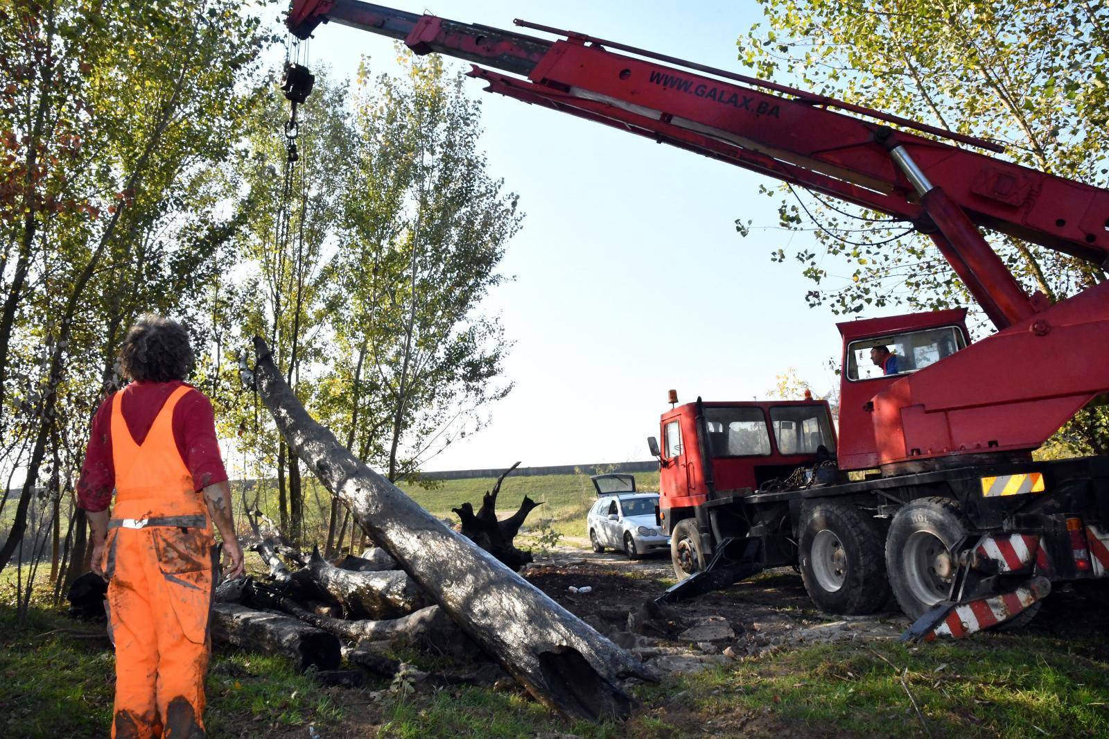 Vađenja trupaca hrasta abonosa u Orašju, visokovrijednog drveta koji leži na dnu Save