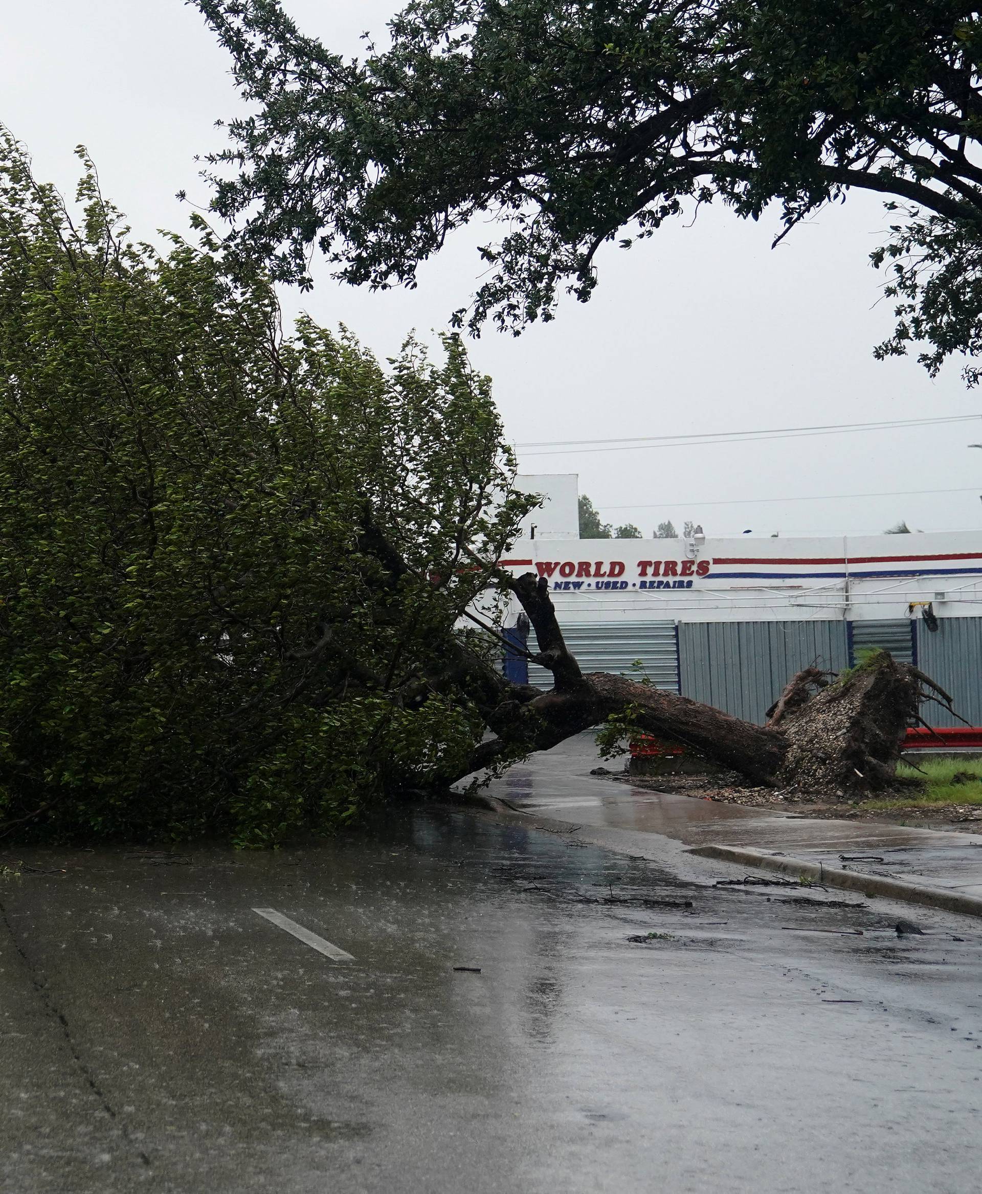 A fallen tree blocks Biscayne Blvd. as Hurricane Irma arrives in Hollywood, Florida