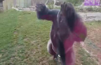 Gorila u zoo vrtu razbila staklo i na smrt preplašila posjetitelje