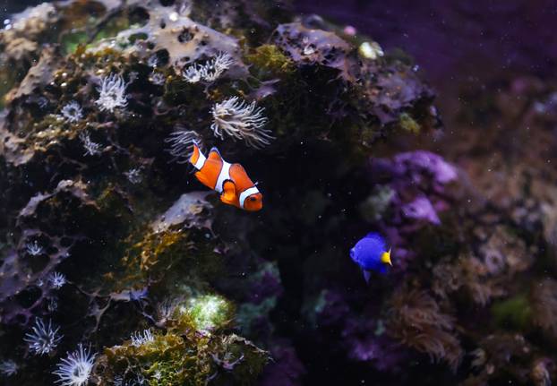 Zagreb: Timaritelj Marijan Bacan odlazi u mirovinu nakon 40 godina provedenih u Zoološkom vrtu grada Zagreba