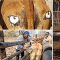 Farmeri nacrtali kravama oči na stražnjici - za zaštitu od lavova