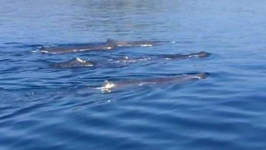 Pomorska policija/Plavi svijet