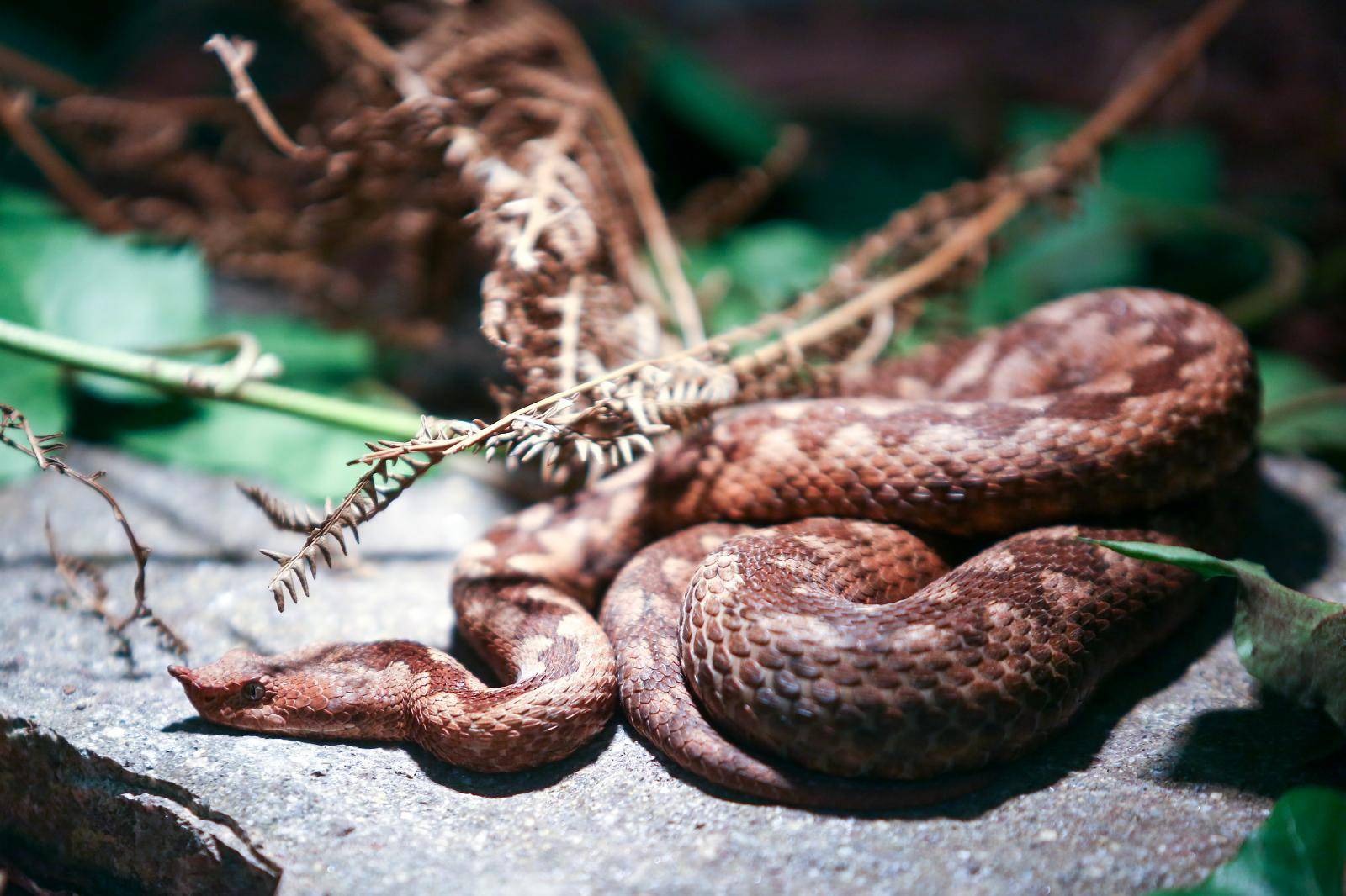 Zagreb: U centru Kaptol otvorena je izložba otrovnih zmija "Čudesan svijet zmija"