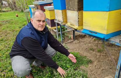 Inspekcija utvrdila: Zabranjeni pesticid kriv je za masovni pomor pčela u Međimurju