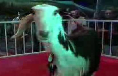 Izbor za miss: U Saudijskoj Arabiji birali najljepšu kozu